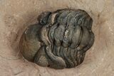 Kettneraspis Trilobite With Long Occipital - Lghaft, Morocco #354428-4